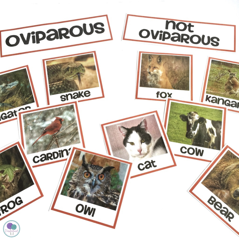 learning-about-oviparous-animals-firstieland