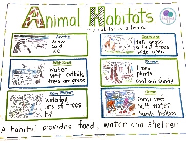 Animal Habitats - A First Grade Research Project - Firstieland - First  Grade Teacher Blog