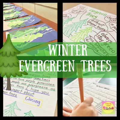 Winter Evergreen Trees