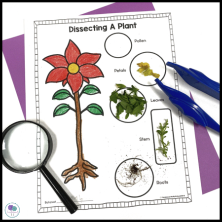 Idées de cours sur le cycle de vie des plantes