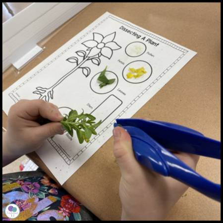 Plant Life Cycle Activities For Kids